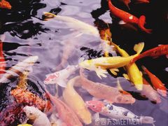 -名树园