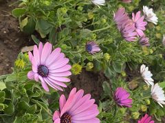 -岳合轩老北京涮肉