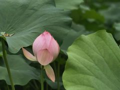 -四川大学(华西校区)