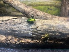 -上海大自然野生昆虫馆
