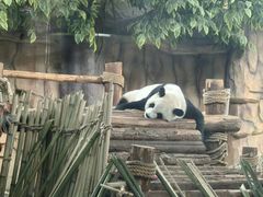 -泉州海丝野生动物世界