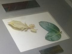 -上海昆虫博物馆