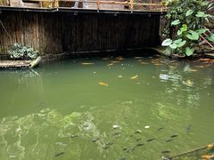 -海南槟榔谷黎苗文化旅游区