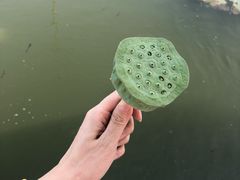 -洪湖生态旅游区