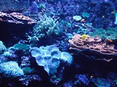-西雅图水族馆
