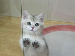 -青奢宠物·青奢猫舍