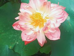 -南堂小馆·川菜馆(德商国际店)