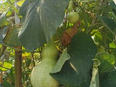 -马陆小张葡萄园农家乐