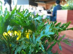 -Seesaw Coffee(朝阳大悦城店)