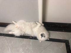 -瑞派名望24h动物医院异宠专科·猫专科·骨科·重症监护分院
