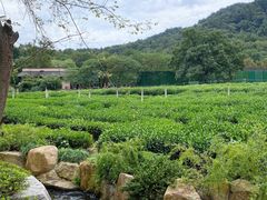 -中国茶叶博物馆(双峰馆区)
