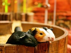 -Zoolung Zoolung动物主题公园(海信广场店)