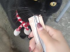 -喵屿·大理花园猫咖