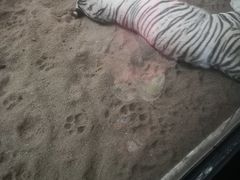 -清迈夜间动物园