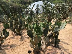 景点-深圳仙湖植物园