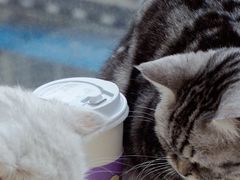 -怪兽屋·羊驼·猫咖·狗咖(俊华广场店)