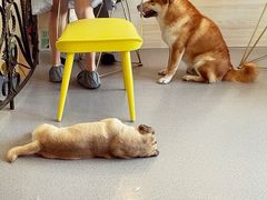 -喜柴咖啡·柴犬狗咖