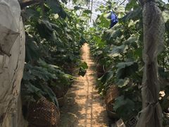 -马陆小张葡萄园农家乐