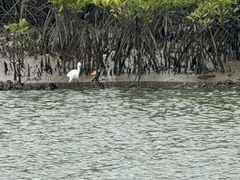 -东寨港红树林旅游区