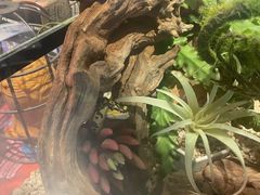 -夜幕浸入式超级密室(望京店)