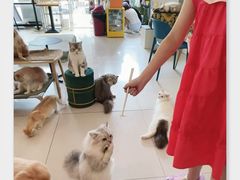 -平行世界·猫咖(首经贸店)