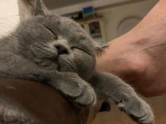 -猫大福·Fortune Cat猫舍(百子湾店)