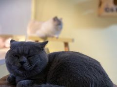 -Meowの猫咖(万家丽店)