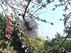 -重庆彩云湖湿地公园