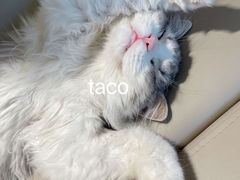 -猫腻·猫咖·撸猫馆(星光大道店)