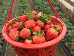 -南宁良凤江国家森林公园