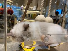 -momokira米努特·德文卷毛猫·棉花面纱犬