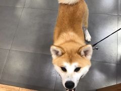 -宠小格时尚宠物生活馆(唐镇店)