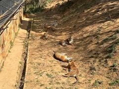 -云南野生动物园