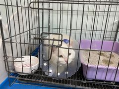 -瑞派·关忠动物医院(国瑞店)
