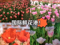 -北京国际鲜花港