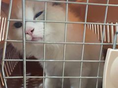 -瑞派动物医院·绝育·犬猫全科·预防医学(光景江南中店)