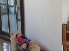 -佳怡动物医院·平价24小时·猫专科骨外科