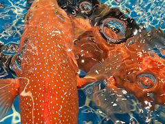 -东海怡品海鲜豆捞(舟宿夜江店)