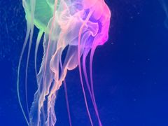 -海合安成都极地海洋公园