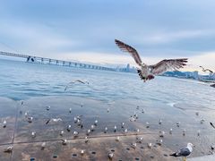 -星海湾跨海大桥