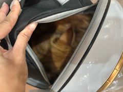 -半岛宠物医院24小时·内窥镜·牙科·碎石中心(府城大道店)