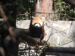 -昆明动物园