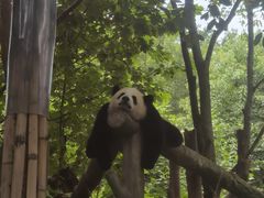 -都江堰中华大熊猫苑