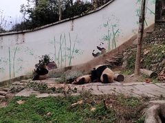 -中国大熊猫保护研究中心雅安碧峰峡基地