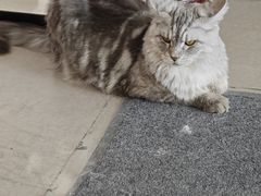 -御宝贝·A梦猫科宠物医院(国际猫友好医院)