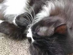 -有猫主题·治愈系猫咖(曾厝垵店)