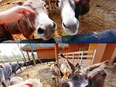 -祥源·阜阳生态乐园