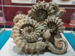 -青岛贝壳博物馆