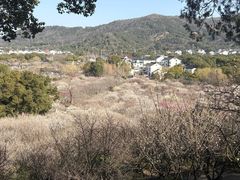 -香雪海