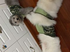 -爱侣宠医·鹦鹉专科·小型哺乳类·异宠专科(灵石路店)